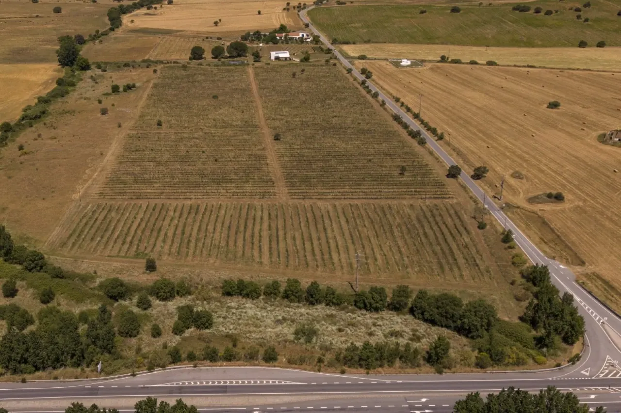 Herdade com 10 Hectares sendo 5 Hectares de Plantação de Mirtilos – Excelente Oportunidade de Investimento